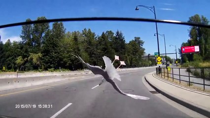 Triple backflip d'une mouette en percutant une voiture sur l'autoroute !