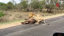 En plein safari ces touristes tombent sur un moment incroyable