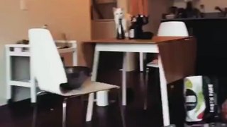 Cat moves vase to knock it off, gets caught and moves it back