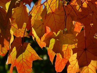 Fall foliage: Best spots right now