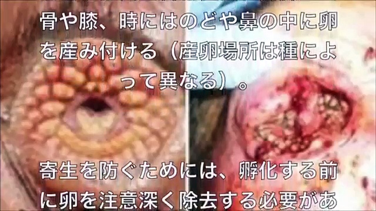 【閲覧注意】 寄生されたらヤバイ！ 地球で最も恐ろしい 寄生虫11選