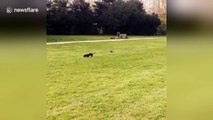 Bird attacks unsuspecting dachshund in park