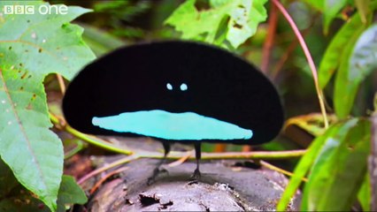 Je n'ai jamais rien vu de plus beau sur la nature que cette vidéo de 2 min! Je pourrais la revoir indéfiniment.