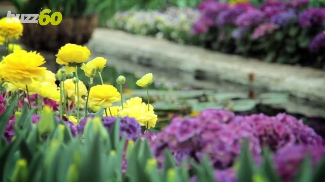 Here are the Meanings Behind Some of the Most Popular Flowers