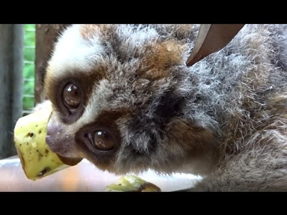 Loris Enjoys a Delicious Banana