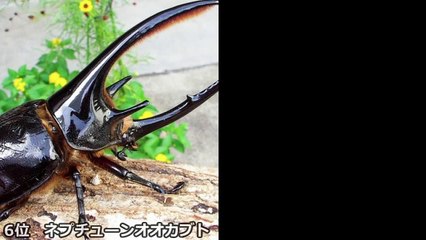 世界の食用昆虫、人気ベスト10「閲覧注意」