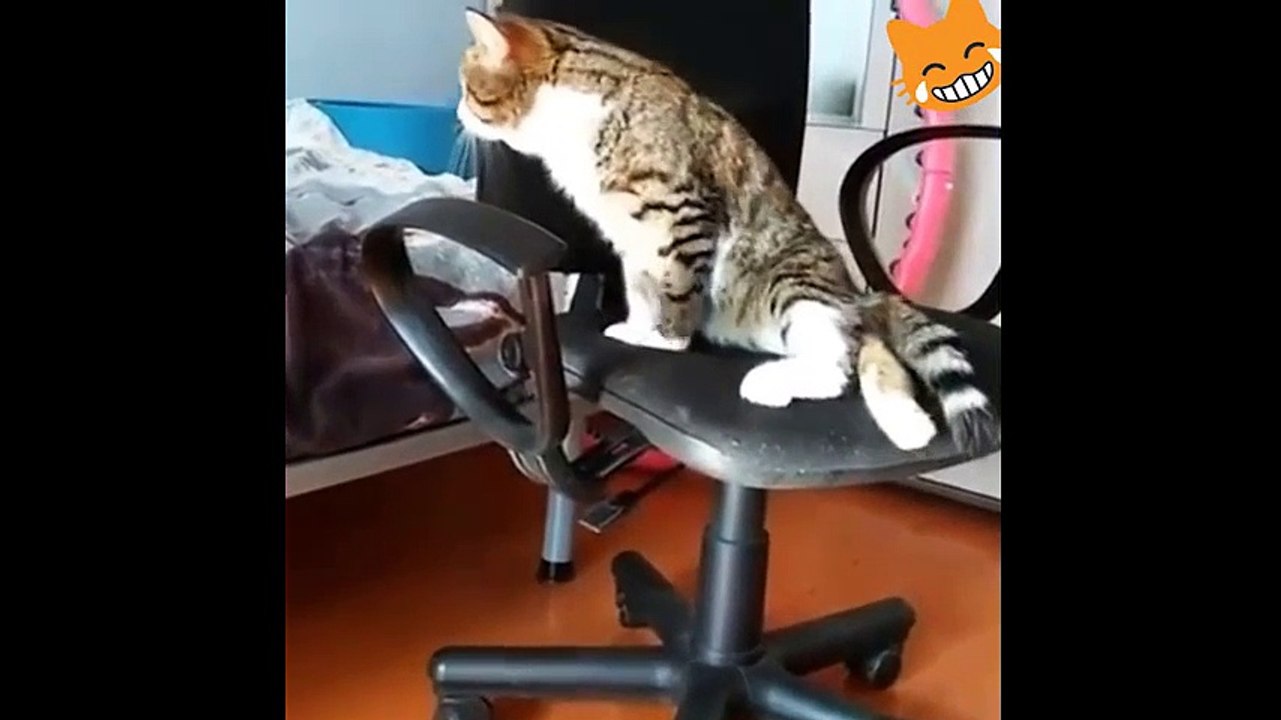 Funny Cats- Compilation 2017  Best Funny Cat Videos Ever