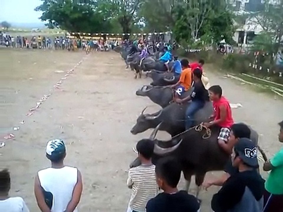 Buffalo race  IN PIND