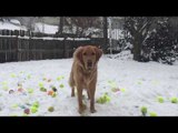 Golden Retriever Has 185 Tennis Balls Dropped Into Snow-Covered Garden