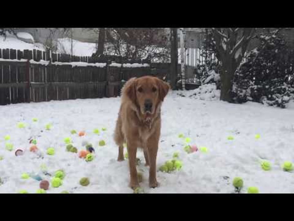 Golden Retriever Has 185 Tennis Balls Dropped Into Snow-Covered Garden
