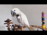 Cute Birds Get Excited for Treat Time