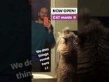 Cat Demonstrates Killer Mirror-Cleaning Skills