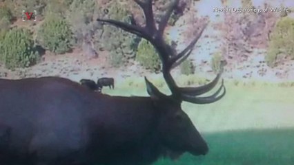 Illegal Nevada Elk Killing Gets Hunter In Huge Criminal Trouble