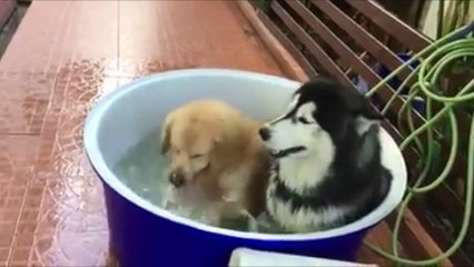 Un petit bain pour se détendre ?