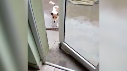 Tous les chiens n'ont pas forcément le même degré d'intelligence !
