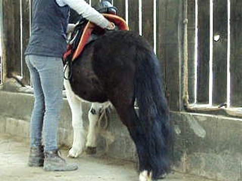 Excellant de Cabue, hongre manip selle