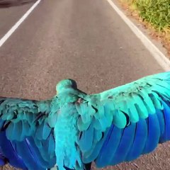 Le perroquet, fidèle compagnon de route de Michele Scarponi
