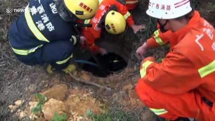 Firefighters pour 3.5 tonnes of water into well during buffalo rescue