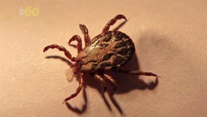 It's Going to be a Bad Summer for Ticks