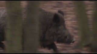 BEST COMPILATION WILD BOAR HUNTING - CHASSE AUX SANGLIERS RACCOLTA CACCIA AL CINGHIALE CHASSE SANGLIER Caza Jabali