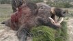 CACCIA CINGHIALE - La squadra delle carline con Stefano Bogi - Wild boar hunting Jabali Caza CHASSE SANGLIER