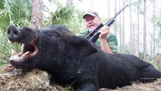 Caccia grossa al cinghiale nella macchia FULL HD - Wild boar hunting