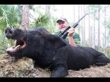 Caccia grossa al cinghiale nella macchia FULL HD - Wild boar hunting