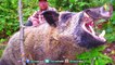 Top 10 Monster Wild Boars - Biggest Hog hunting ever! Chasse sanglier giant Caccia cinghiali enormi