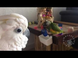 Cockatoo Keeps a Watchful Eye on Baby Brother