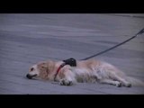 Dog Refuses to Leave With Owner Until Song Is Finished