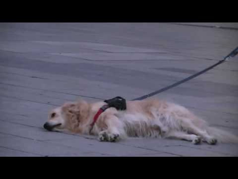 Dog Refuses to Leave With Owner Until Song Is Finished
