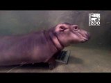 Get an Underwater View of the Cincinnati Zoo's Baby Hippo Swimming