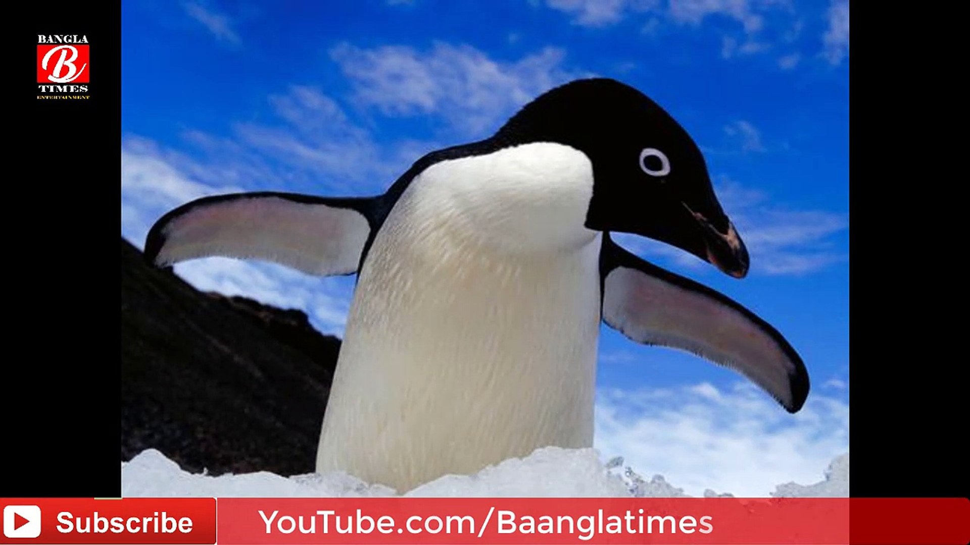 penguins Wildlife in adventure || 12 million penguins in Antarctica || 5 species of penguins