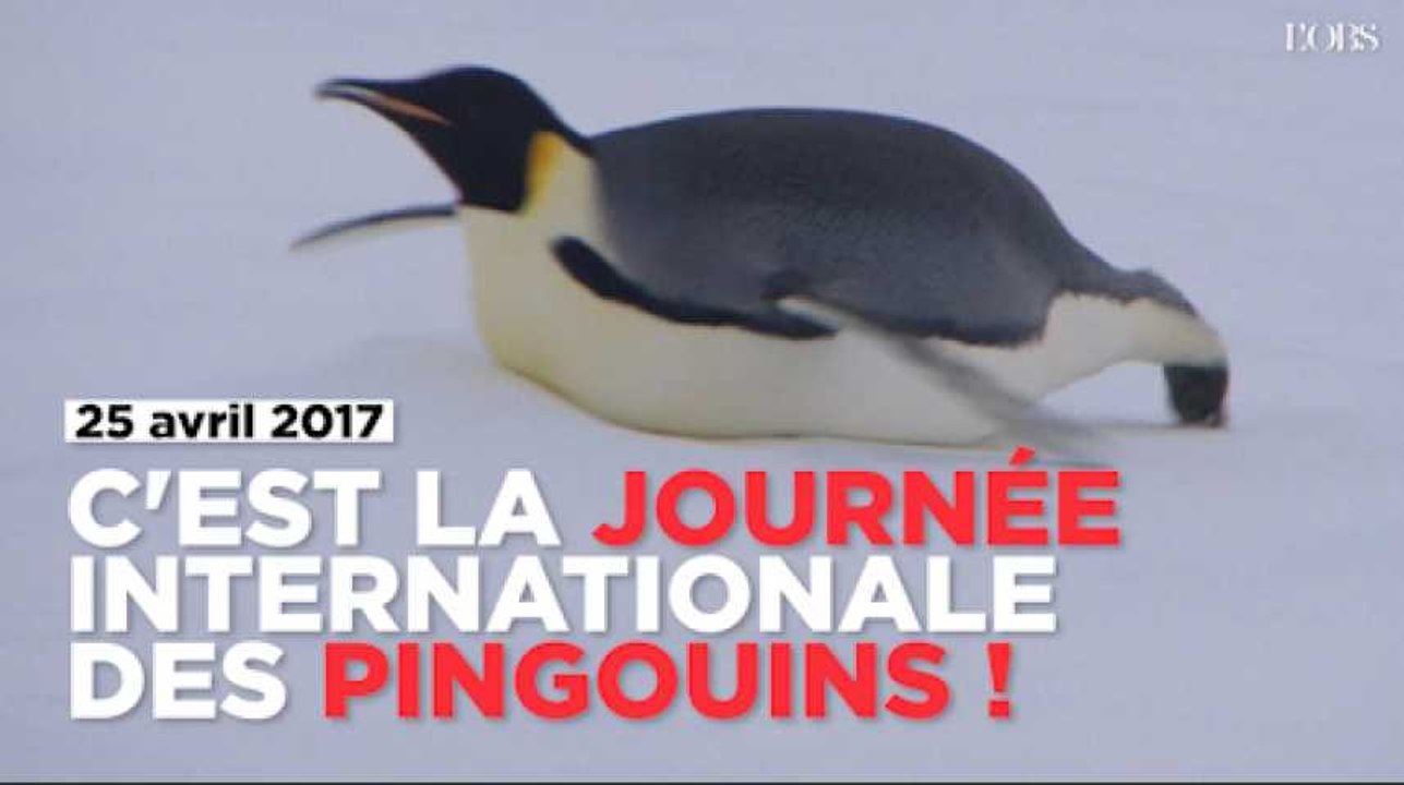 C'est la journée internationale des pingouins (et ils en ont bien besoin)