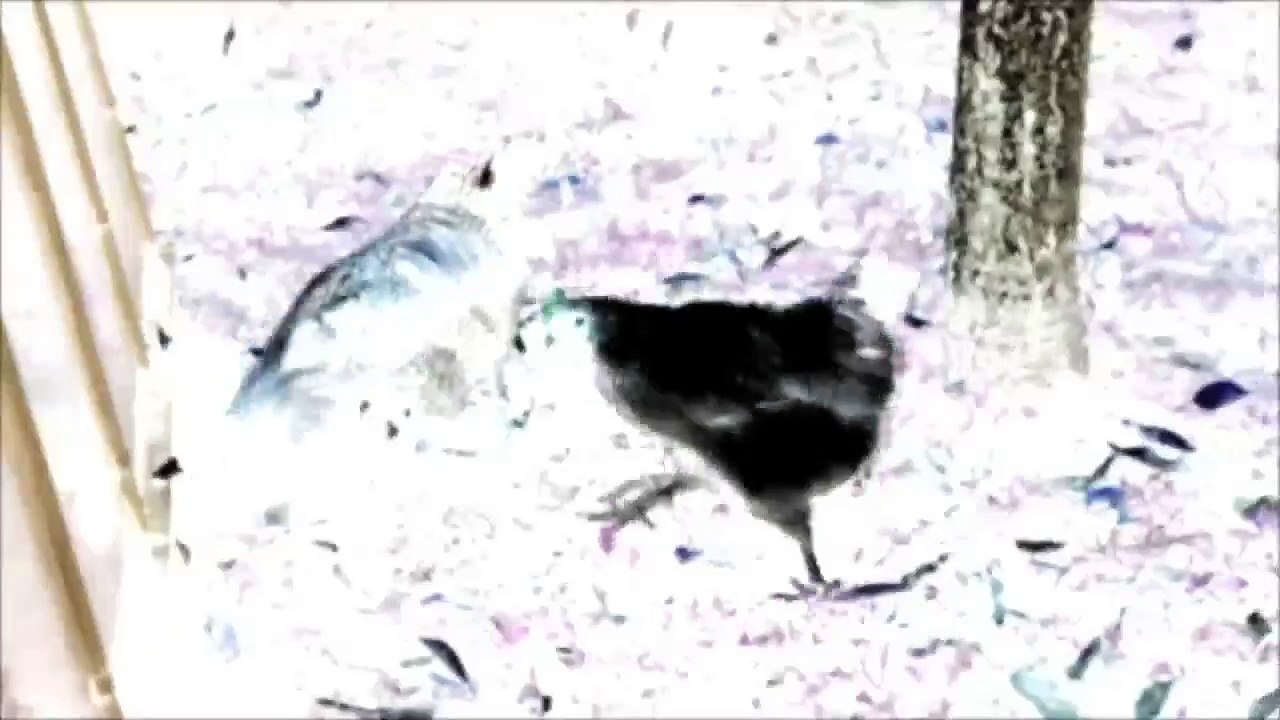 Timelapse : Zeitraffer - Croatia The Farm 2013 /Full Film/Complete Movie/Ganzer Film