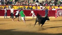 Momentos hilariantes com touradas