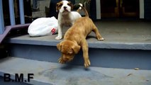 Lindos Cachorros | Cute and cute dogs | Best Dog