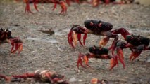 Watch as the Bay of Pigs is Invaded by Millions of Crabs