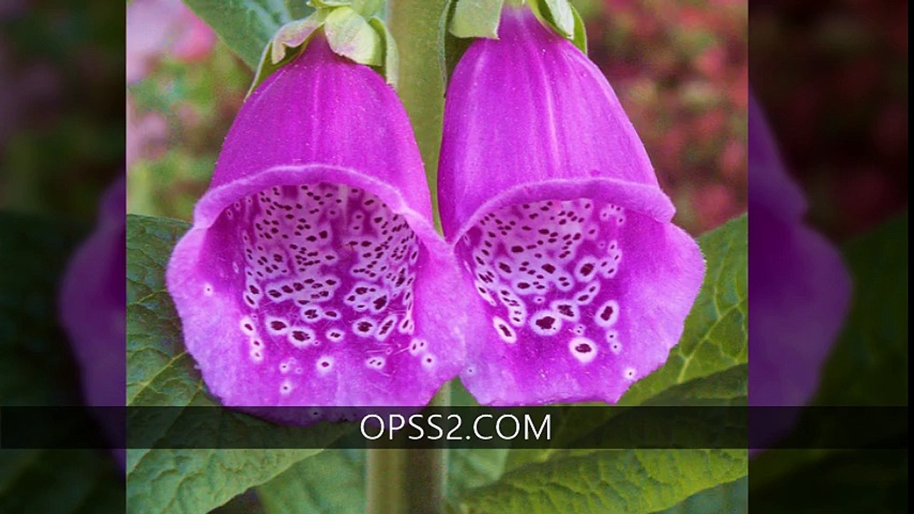 FOXGLOVE FLOWER OPSS2.COM  오피쓰 부천오피 부천건마