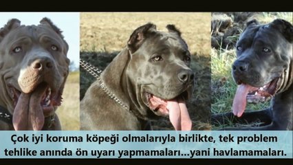 DÜNYADA YASAKLANMIŞ EN GÜÇLÜ 10 KÖPEĞİ 2017(HD)