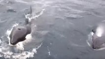 Multiple Orcas Spotted in the Shetlands