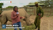 World’s Last Male Northern White Rhino Is ‘Looking For Love’ On Tinder