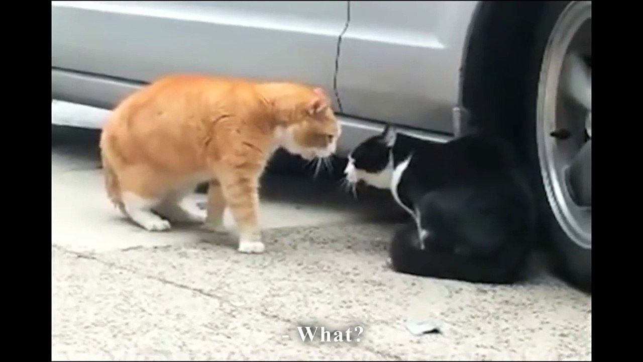 MATH ET MATOU - PAROLE DE CHAT
