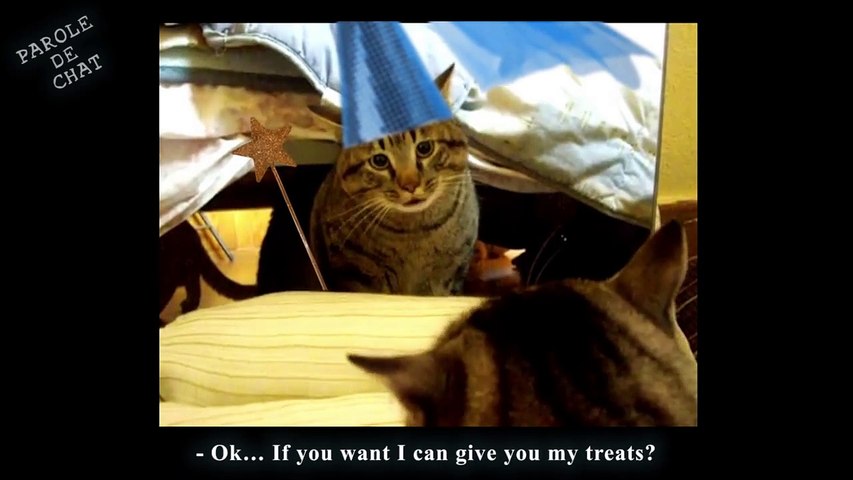 MIROIRS & CHATS - PAROLE DE CHAT