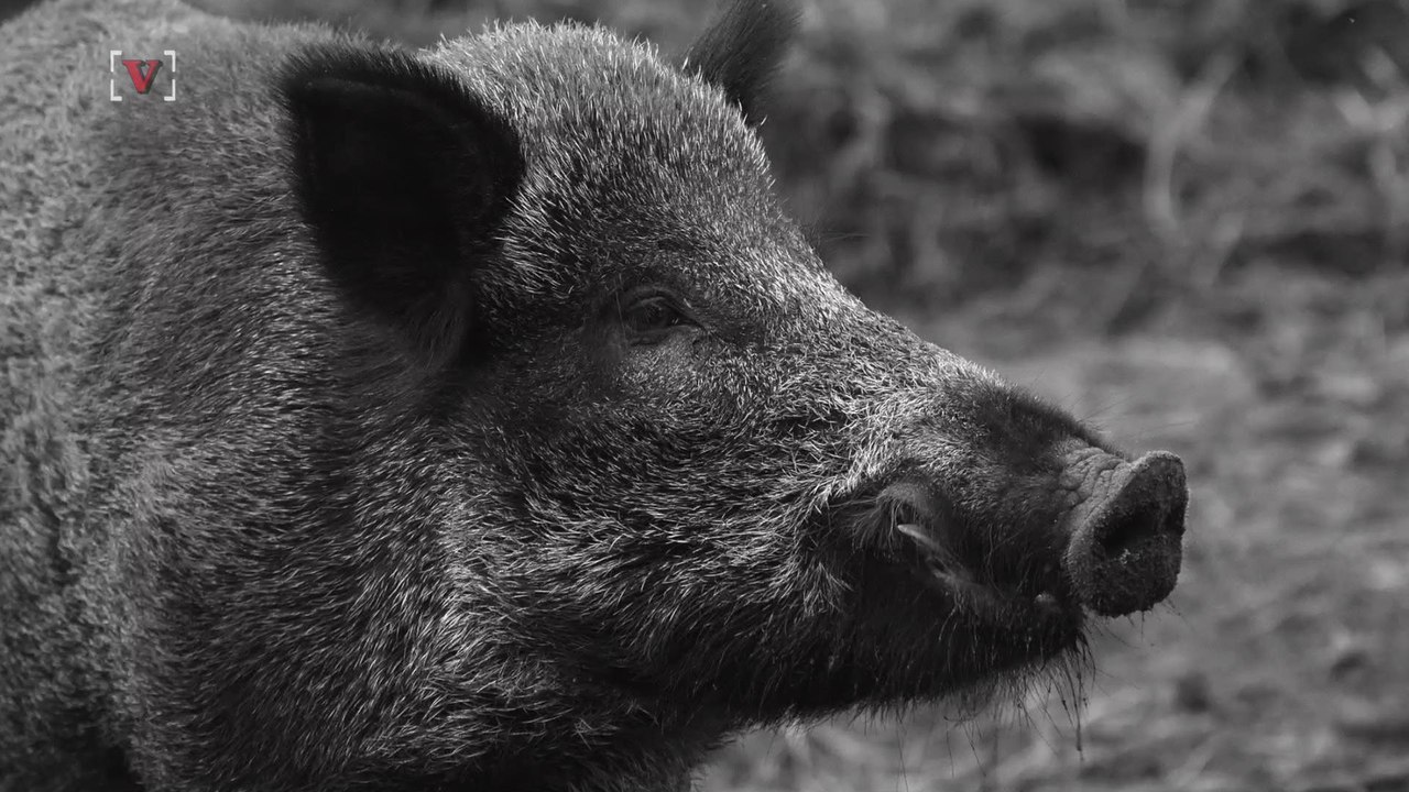 Wild Boars Kill ISIS Militants