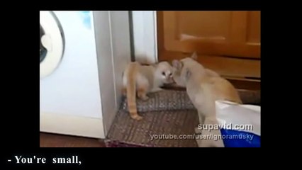 NINJA CAT - PAROLE DE CHAT