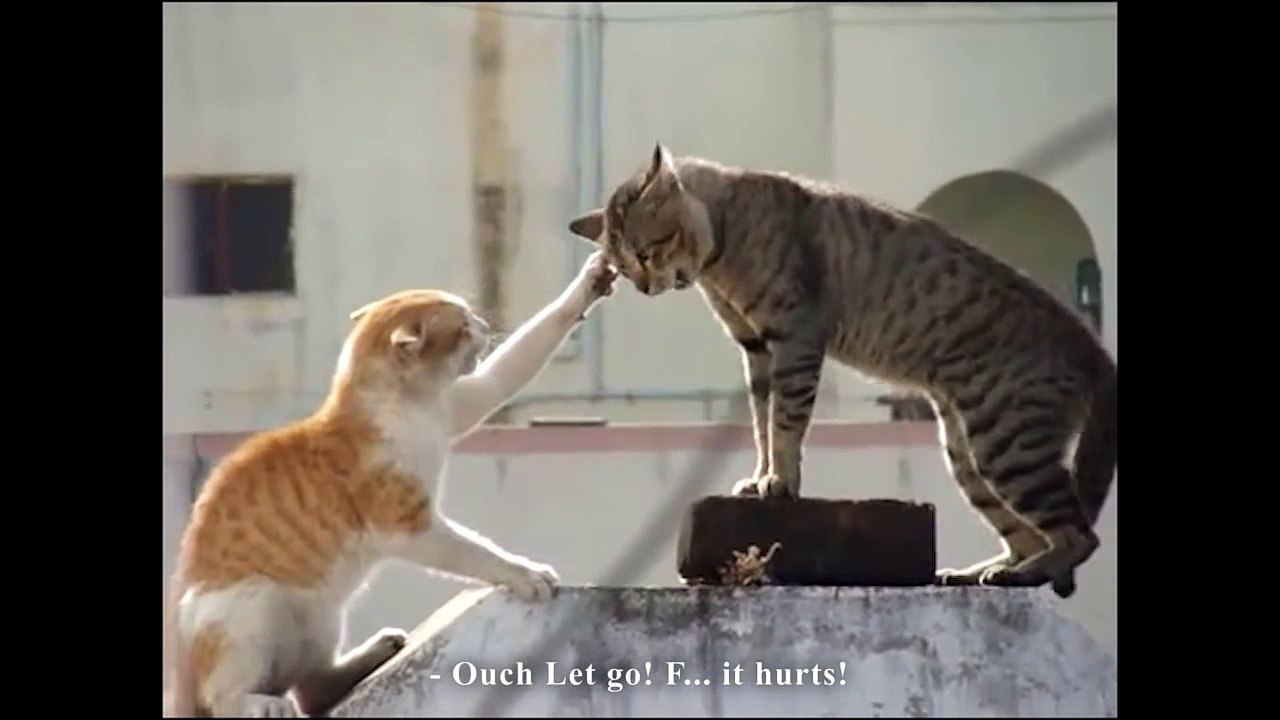 LES GROS MOTS - PAROLE DE CHAT