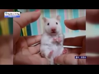 보고 또 봐도 심쿵하게 귀여운 동물들 [광화문의 아침] 357회 20161114