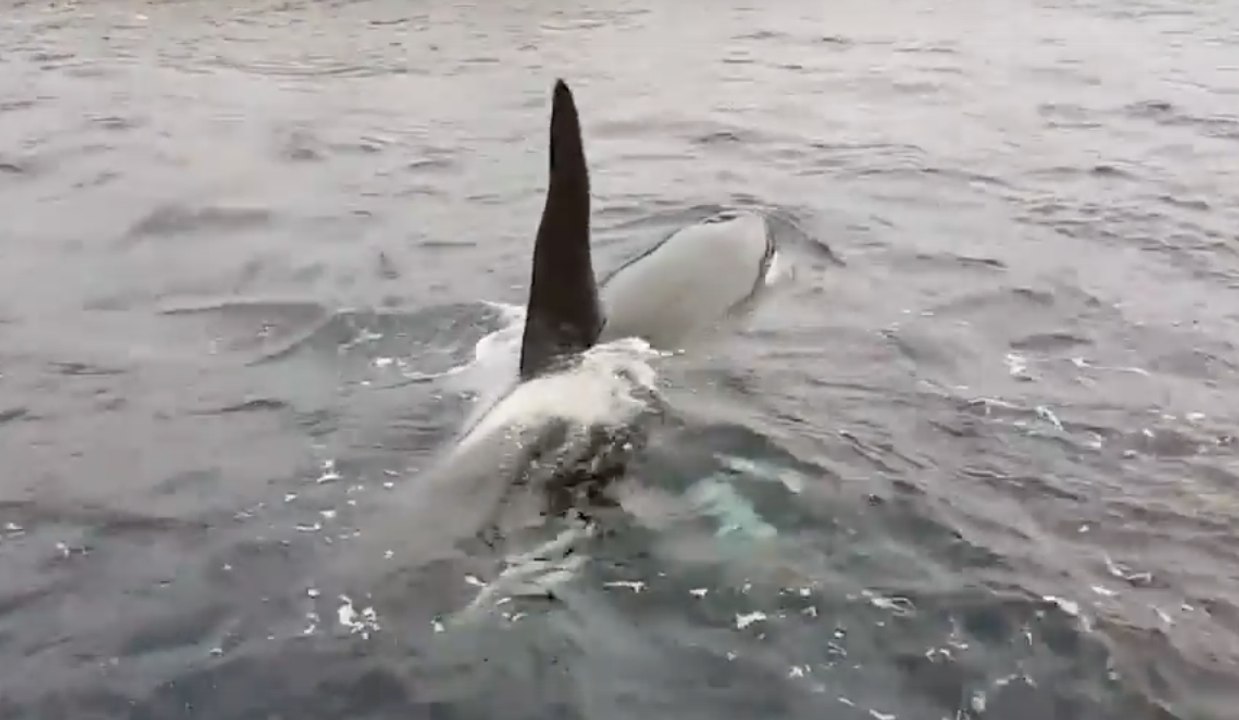 Orcas Put on Display in the Shetlands