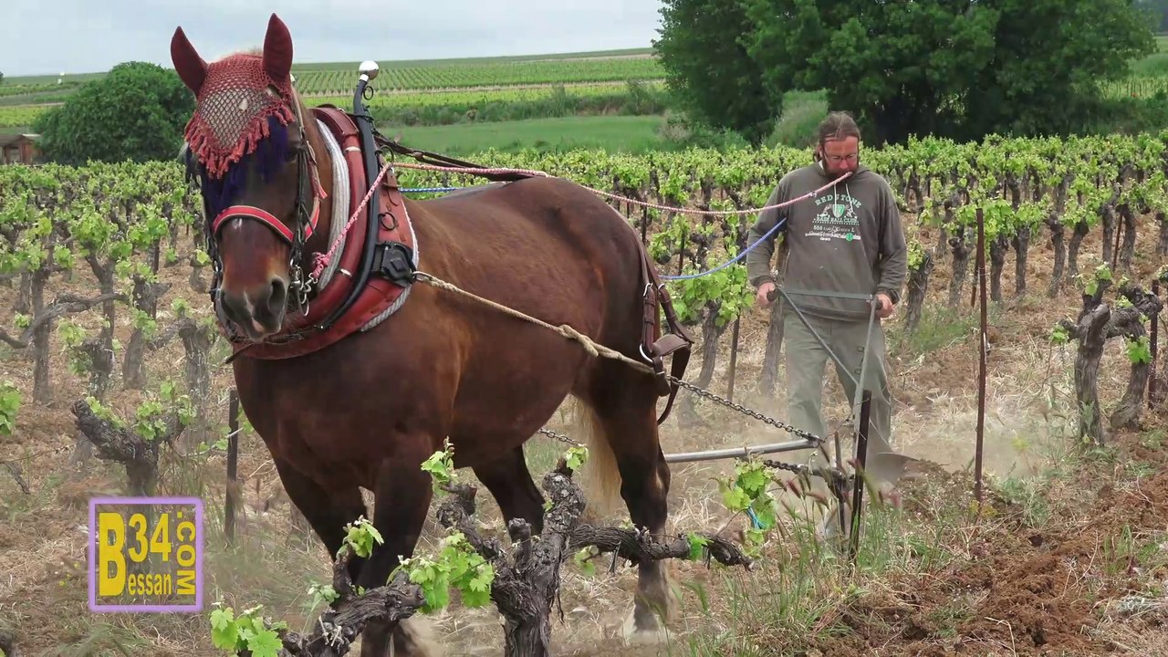 Le laboureur et son cheval